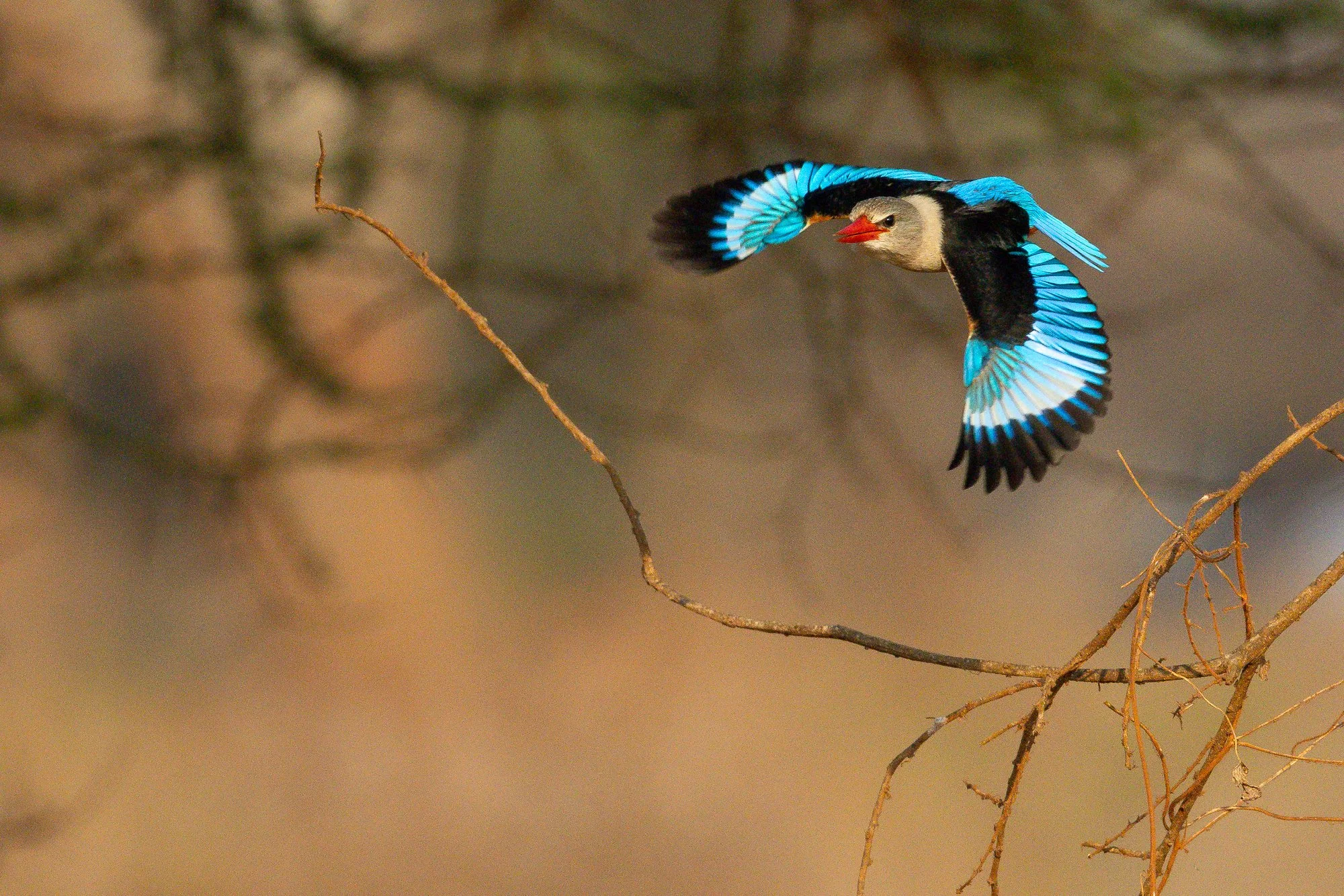 Grey-headed kingfisher in flight