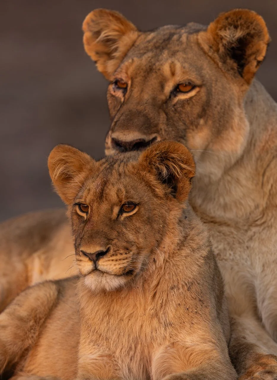Mother and Cub.jpeg