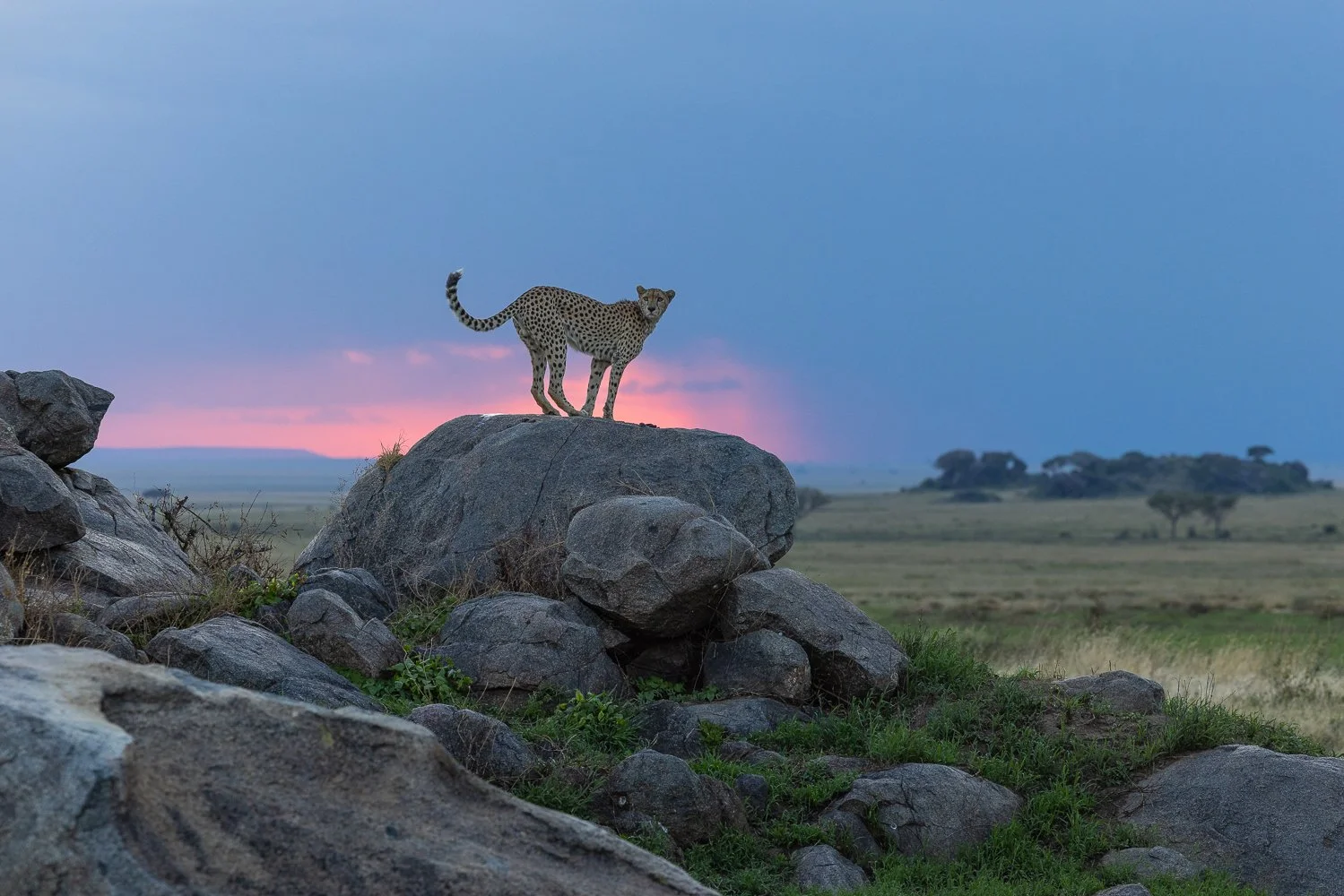 Cheetah on a koppie with stormy background at sunset in the Serengeti
