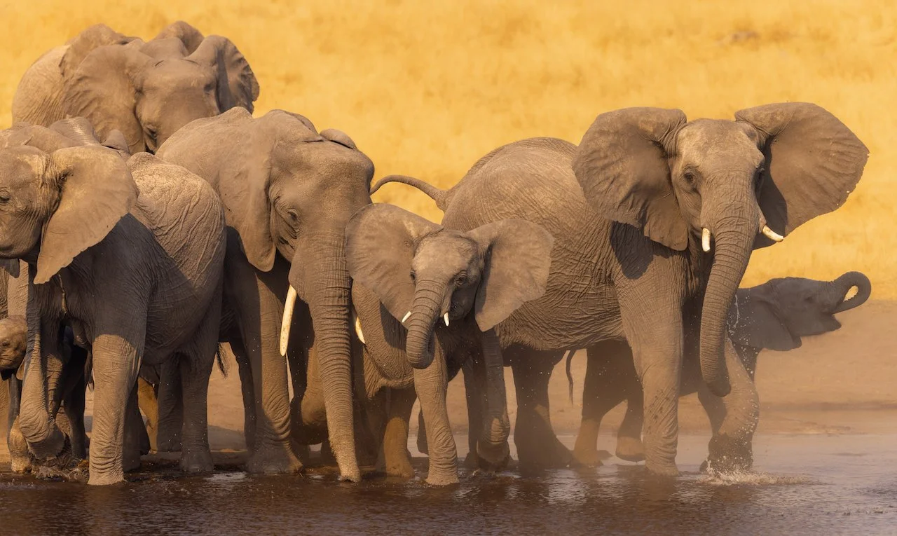 Eles at the Waterhole.jpeg