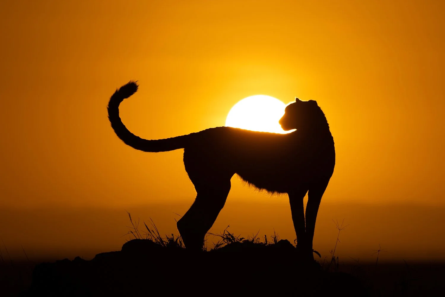 Cheetah silhouette on a termite mound at sunrise in Tanzania's Serengeti.