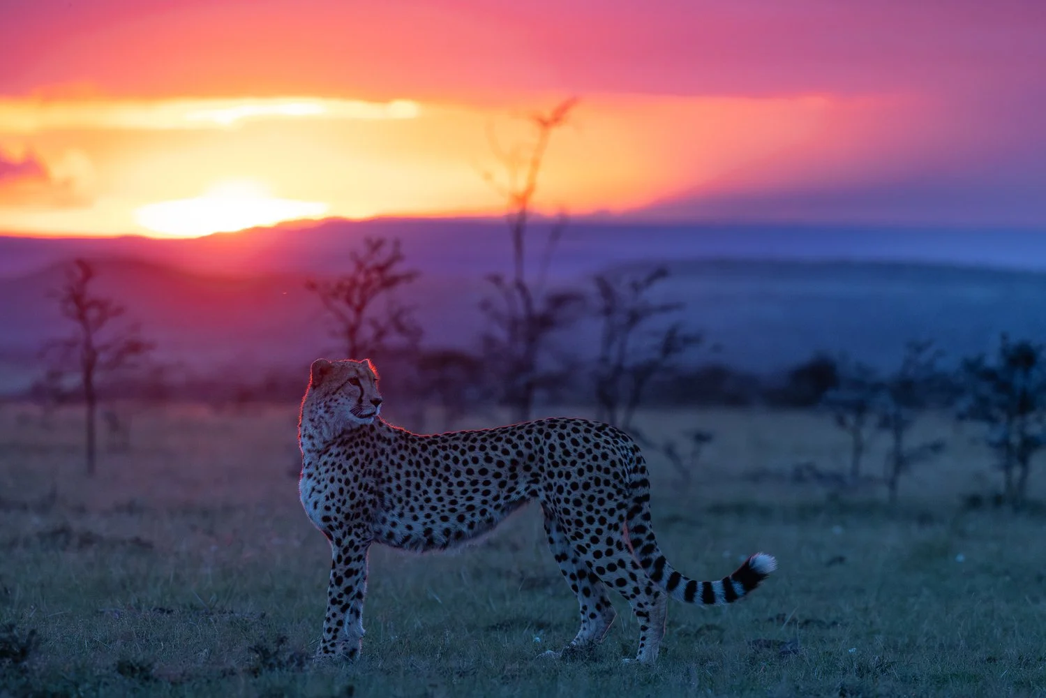 A cheetah standing on grass in the Maasai Mara at sunset with a colourful sky and distant trees.