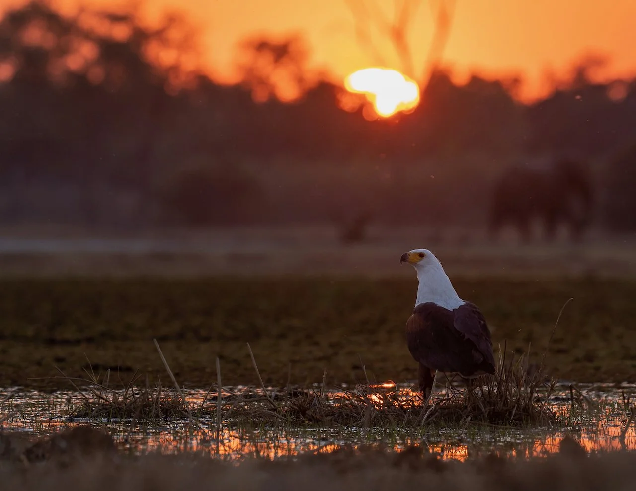An African Fish Eagle sits at the water's edge as the sun sets in the Okavango Delta.