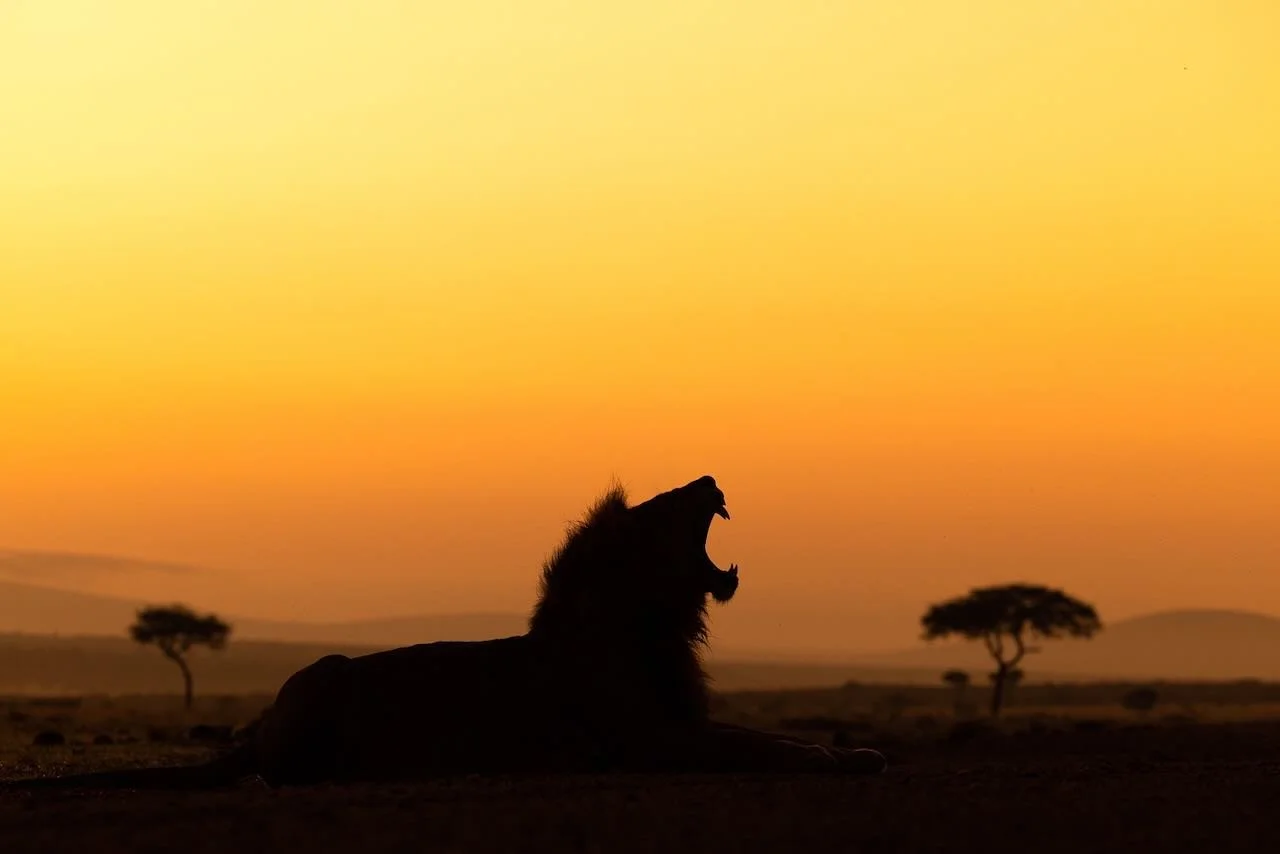 Silhouette of male lion yawning in the false dawn of the Naboisho conservancy in the Maasai Mara.