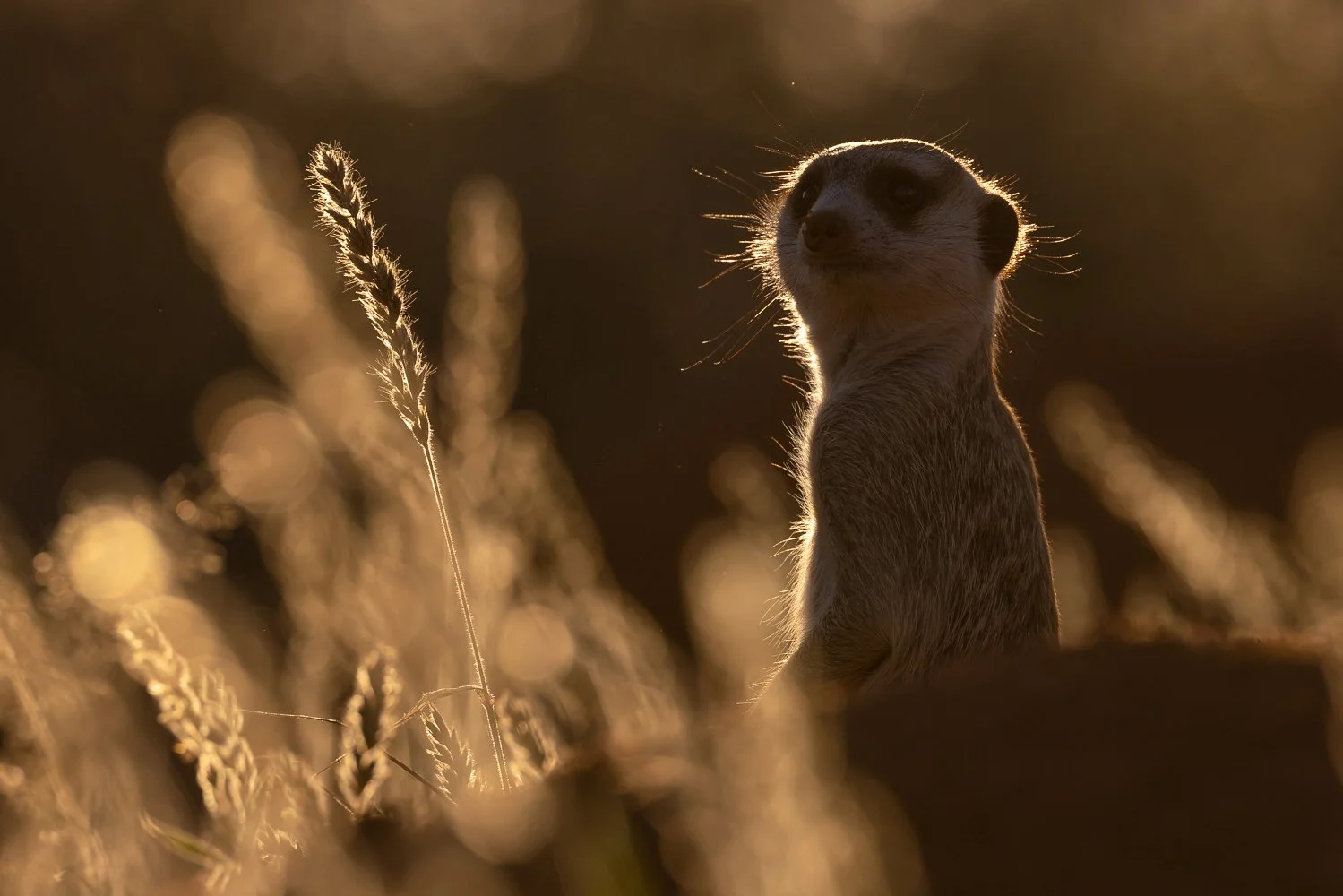 A meerkat stands lookout at dusk in the Kalahari.