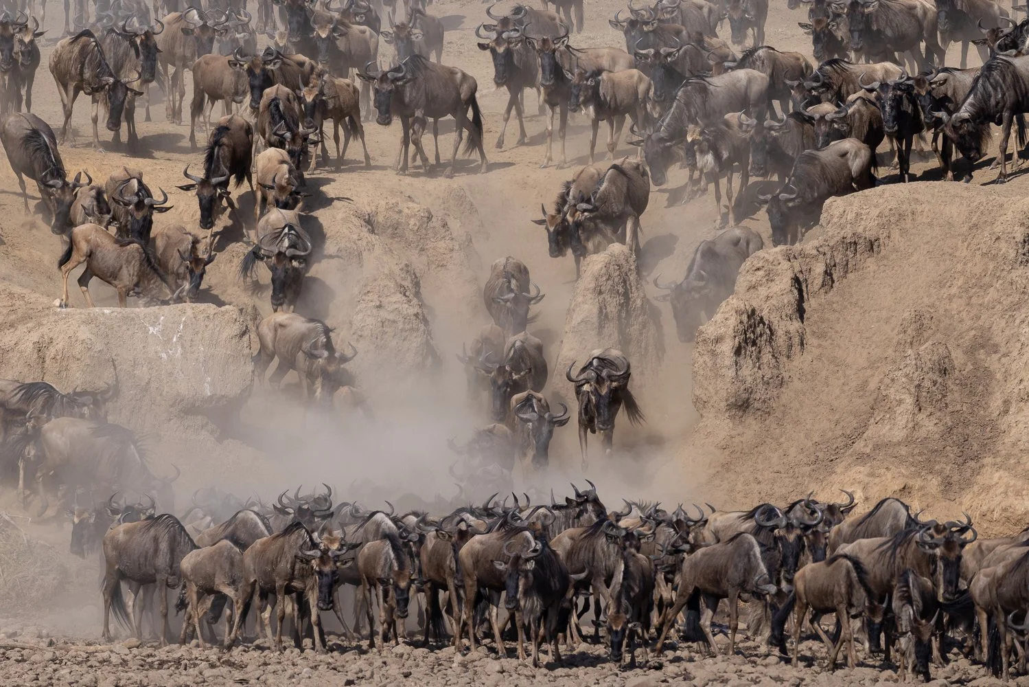 Wildebeest plunge down the dusty slope towards the Mara River in the Serengeti.