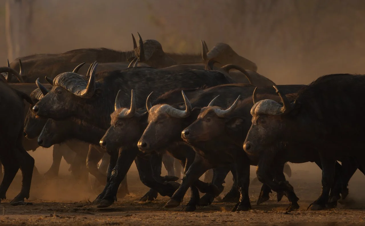 Buffalo Charge.jpeg