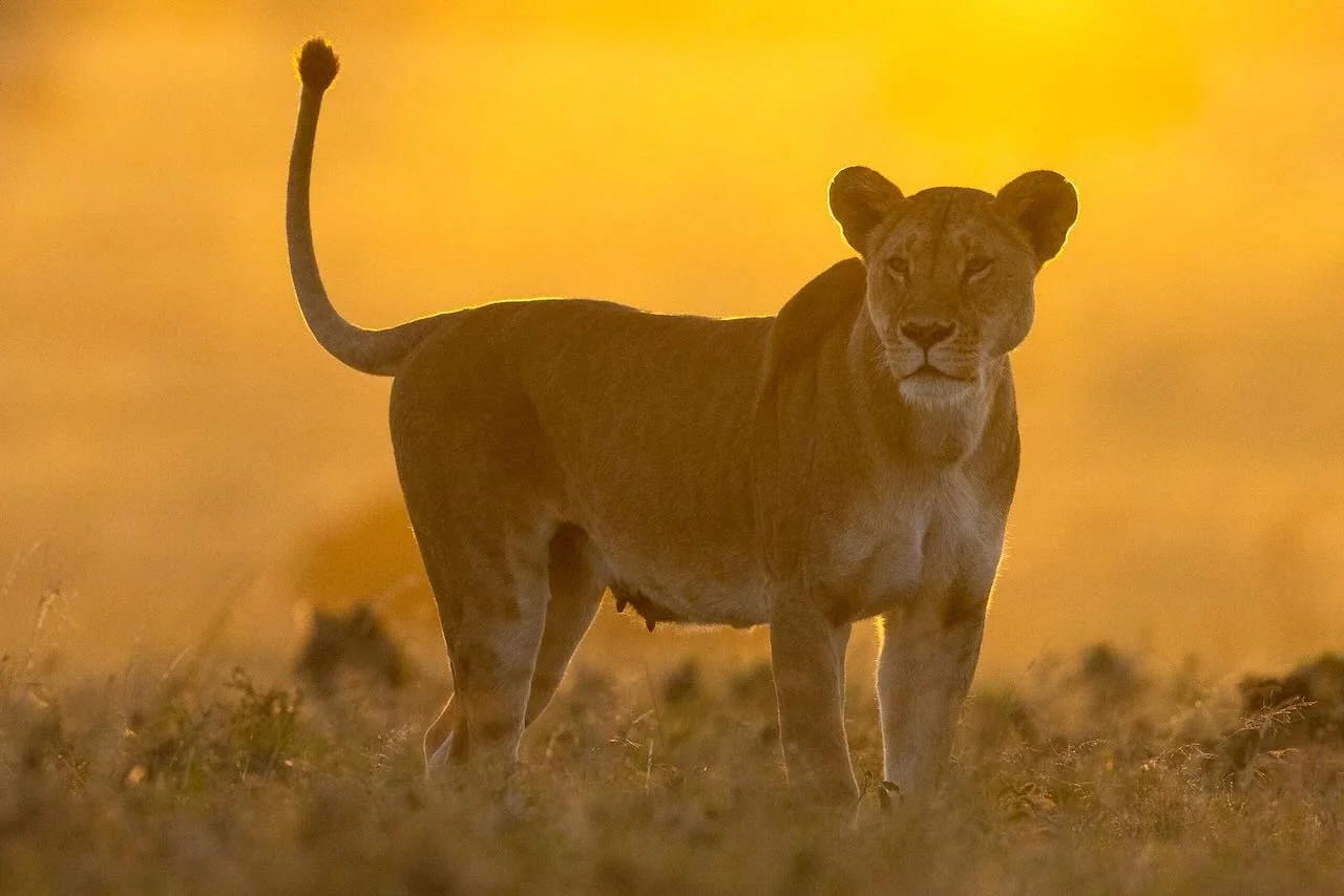 A lioness swings her tale with golden dust behind her. Naboisho Conservancy, Maasai Mara.