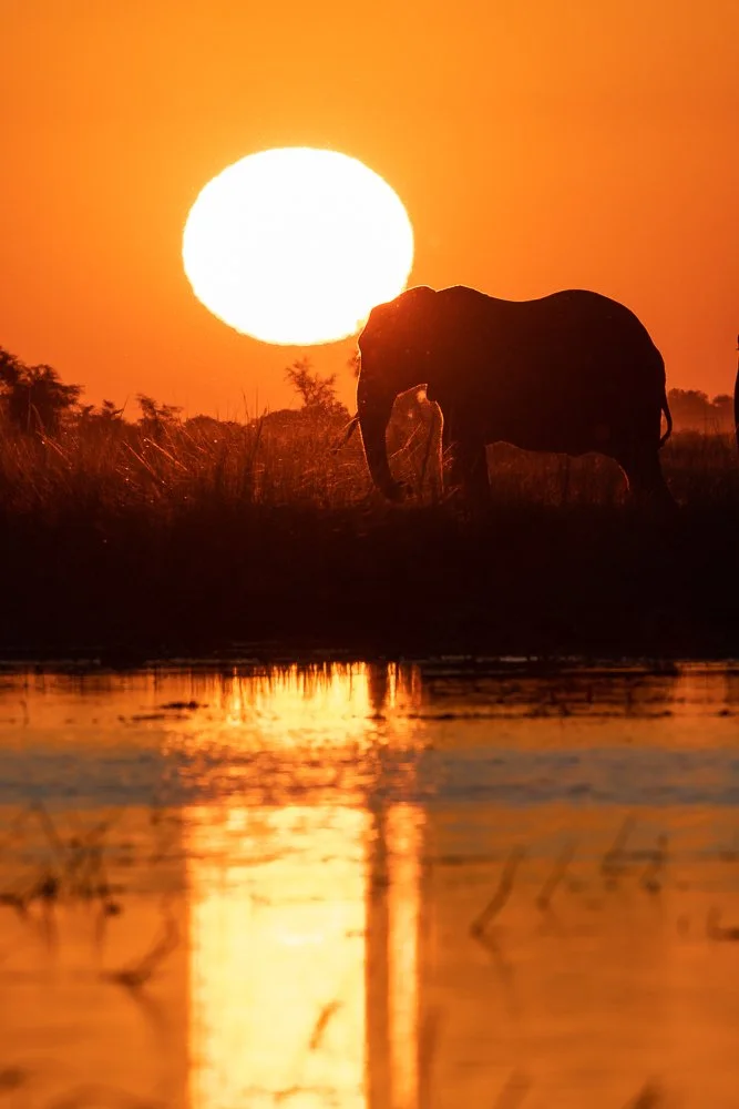 An elephant eats grass next to the Chobe River as the sun sets in the background.