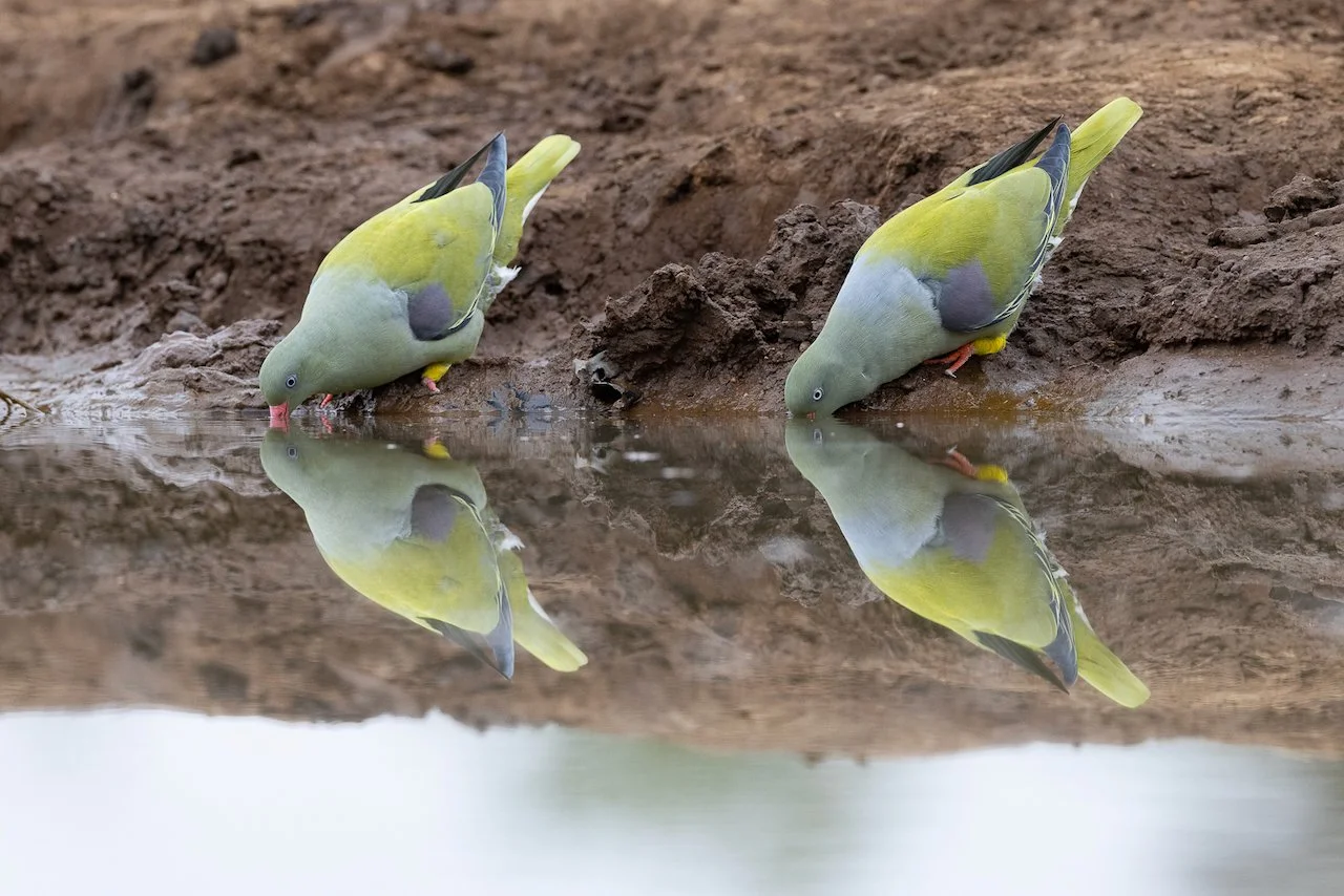 Two green pigeons drinking water from a muddy patch, with their reflection visible on the surface.