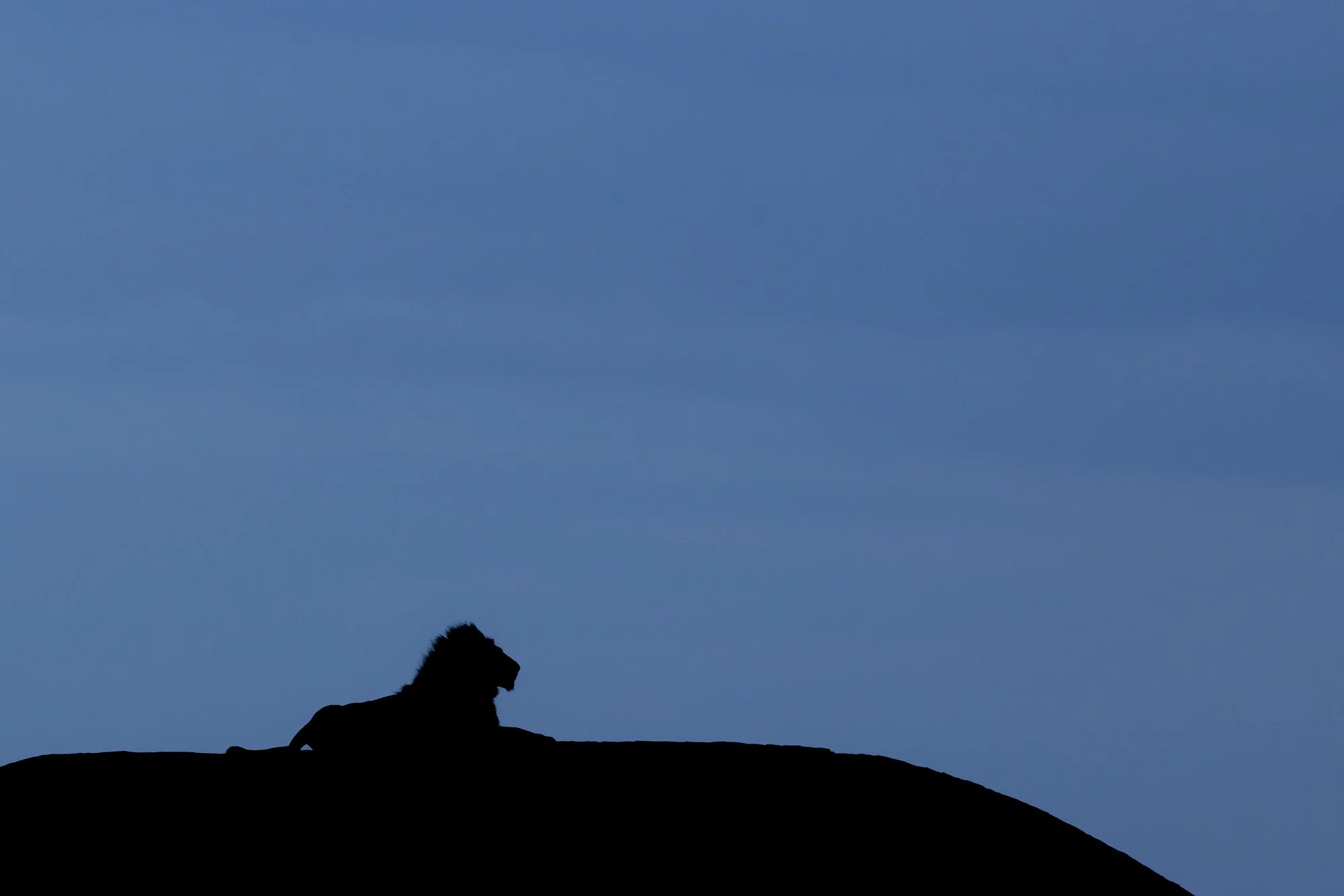 Male lion silhouetted on koppie in the Serengeti with blue evening sky
