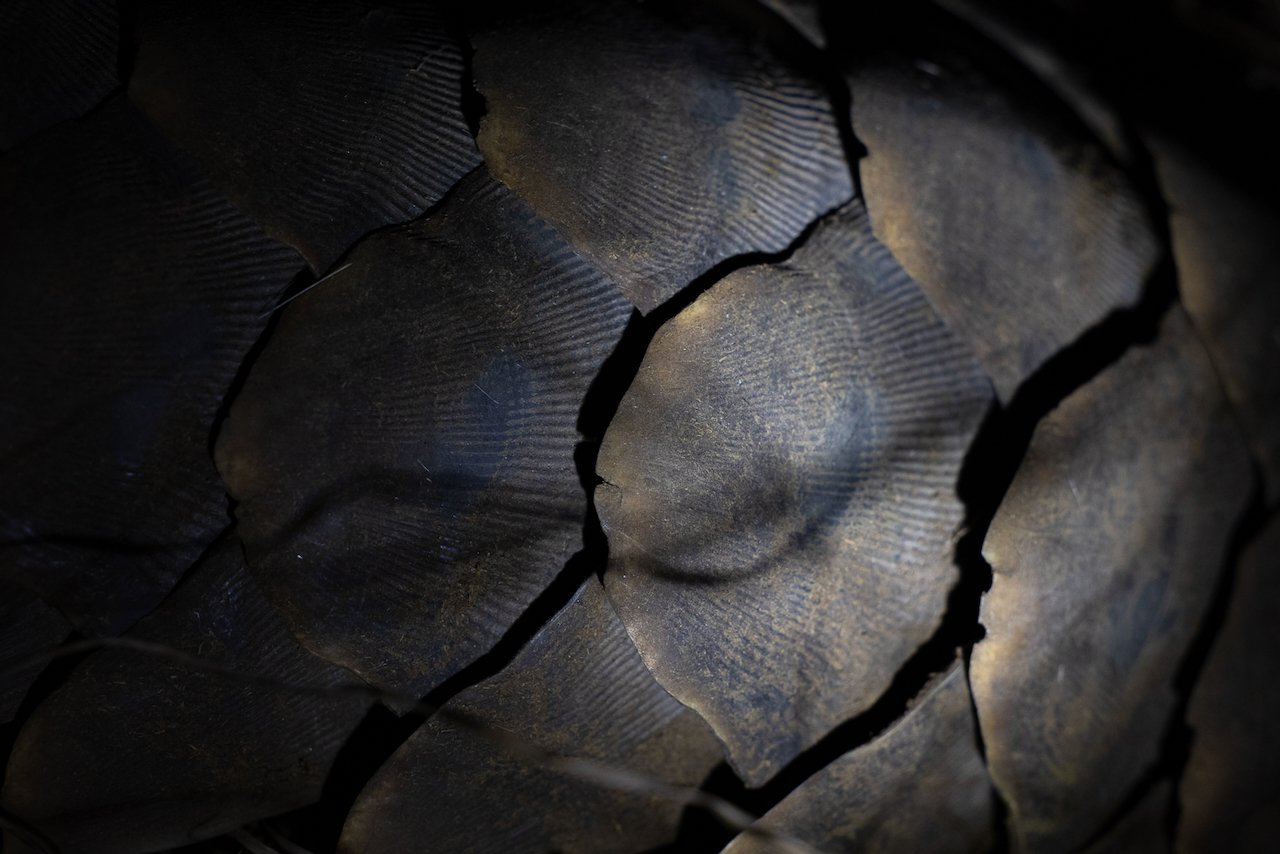 Pangolin scales detail in the Sabi Sands