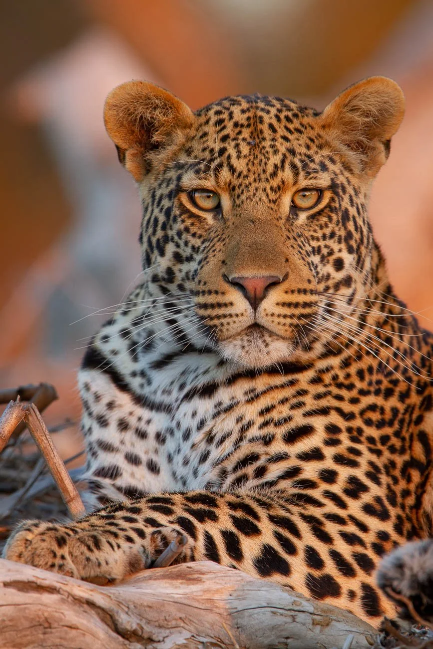 A young male leopard makes eye contact in the Sabi Sands