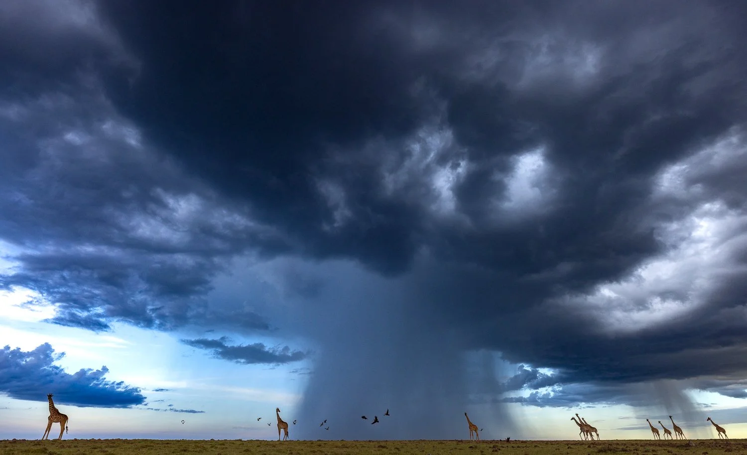 Giraffes on flat plains of Naboisho under dark stormy sky with heavy rain in the distance.