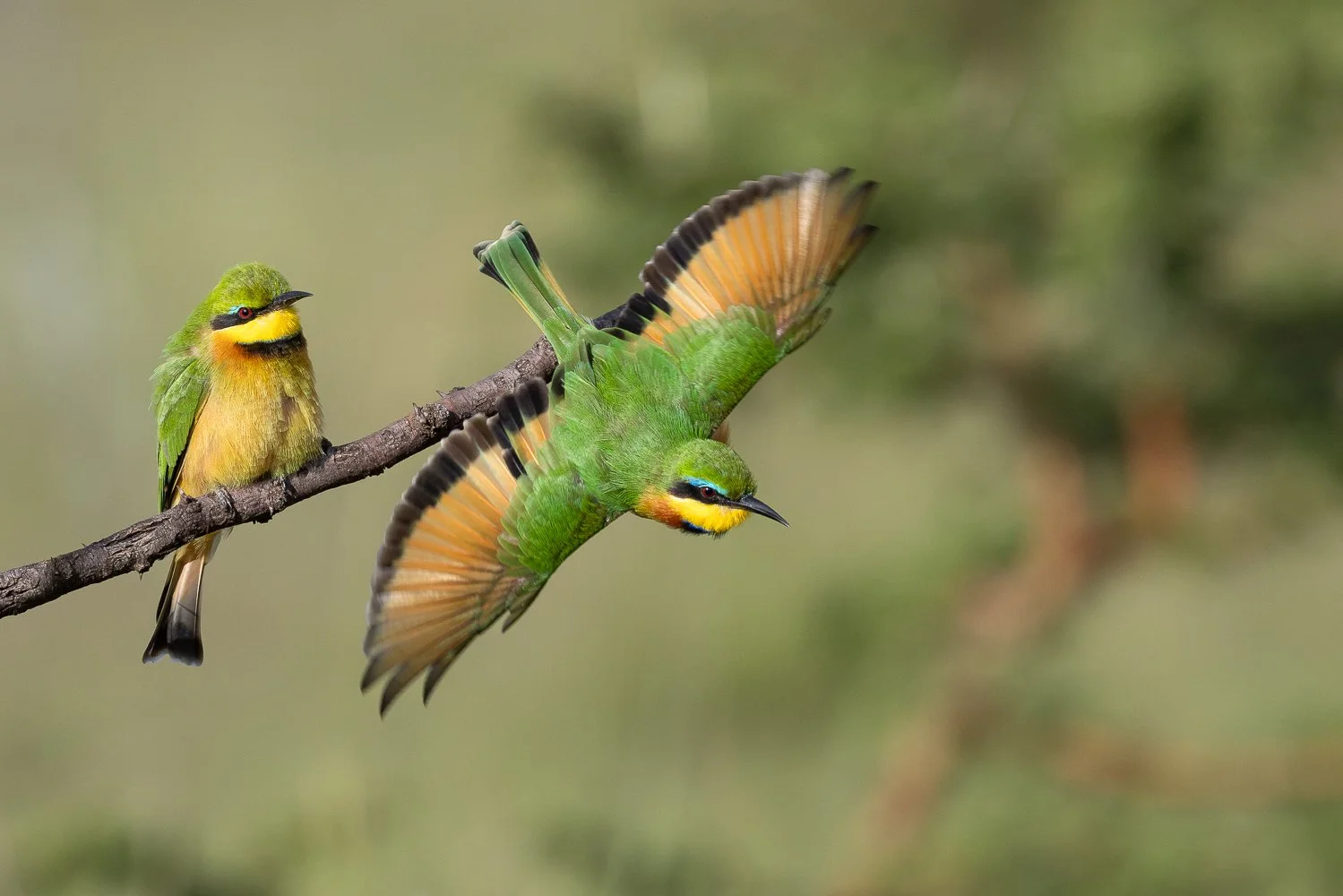 Two colourful little bee-eaters, one perched on a branch and the other in mid-flight, with bright green, yellow, and black feathers, and a background of blurred green foliage.