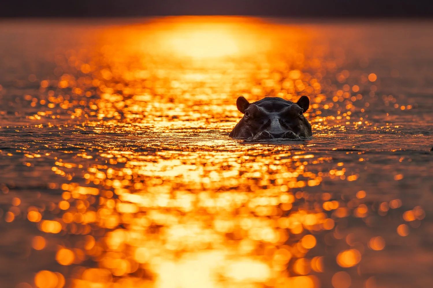 A hippo looks up from the Zambezi River with gone light shining off the water.