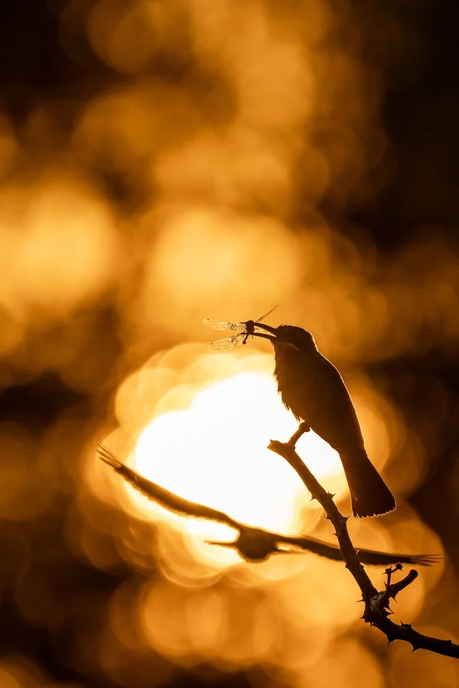 Golden bokeh with a white-fronted bee-eater holding a dragon fly in Lower Zambezi.