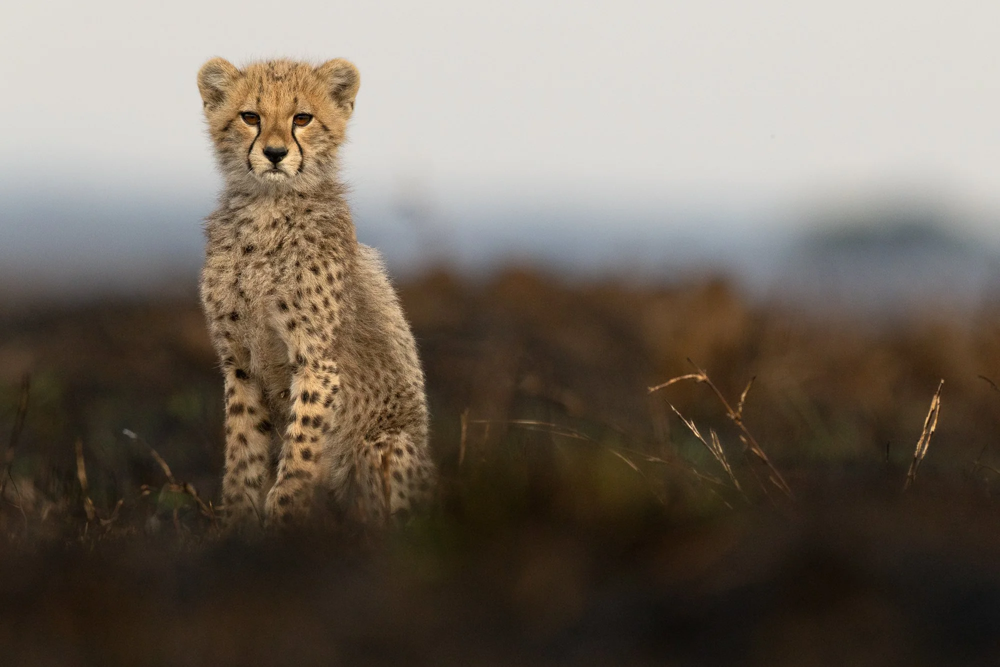 Cheetah cub on burned ground in the Serengeti