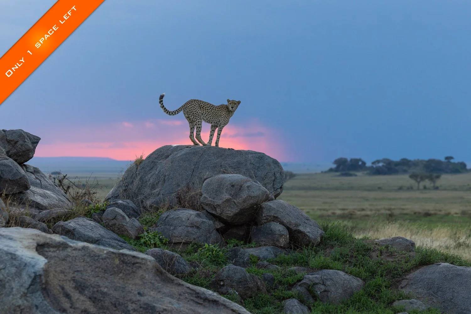 A male cheetah stands on a rocky outcrop (koppie) in the Serengeti with a rainstorm and pink sky in the distance