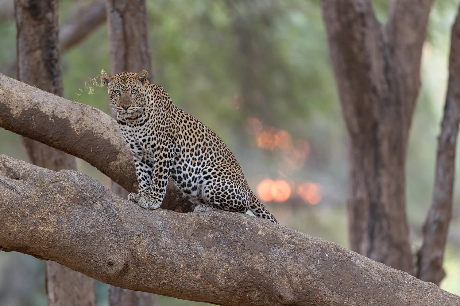 Male leopard sits on fallen branch as the last orange sun rays filter through the background in Lower Zambezi.
