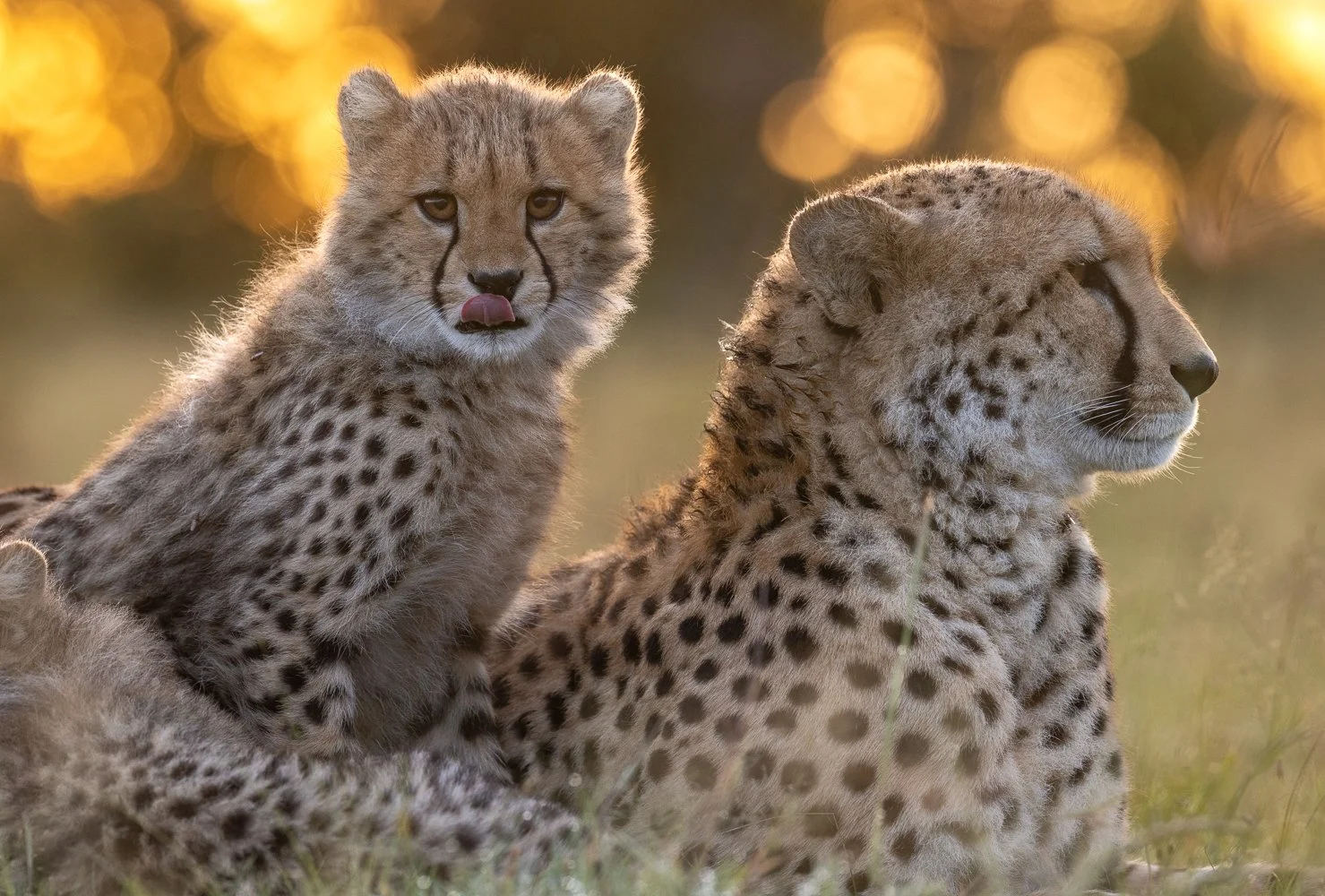 A cheetah cub resting against the back of his mother in a grassy plain at sunrise.