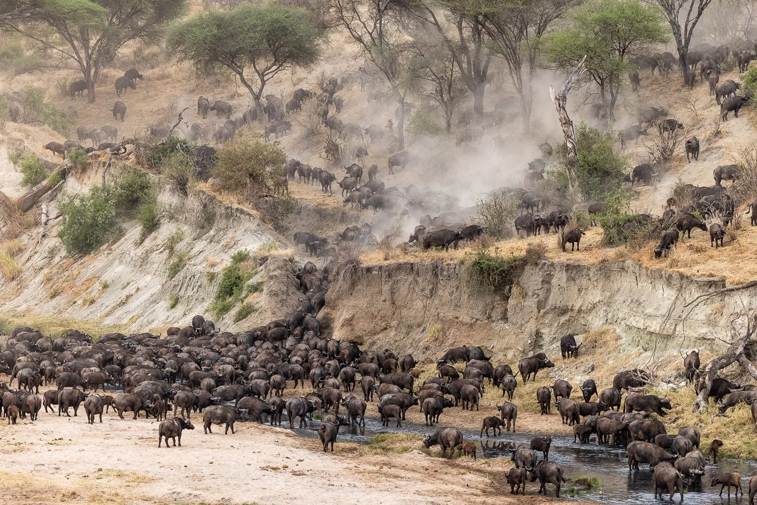 Vast herd of buffalo try to climb out of the Tarangire river.