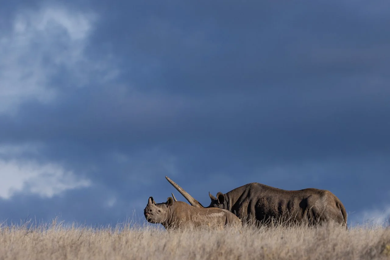 A black rhino calf and mother with large horn behind against stormy skies.