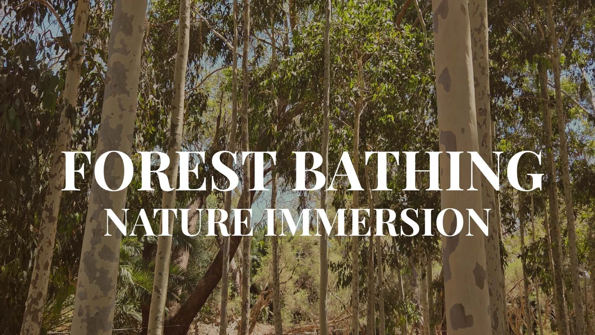 Forest Bathing