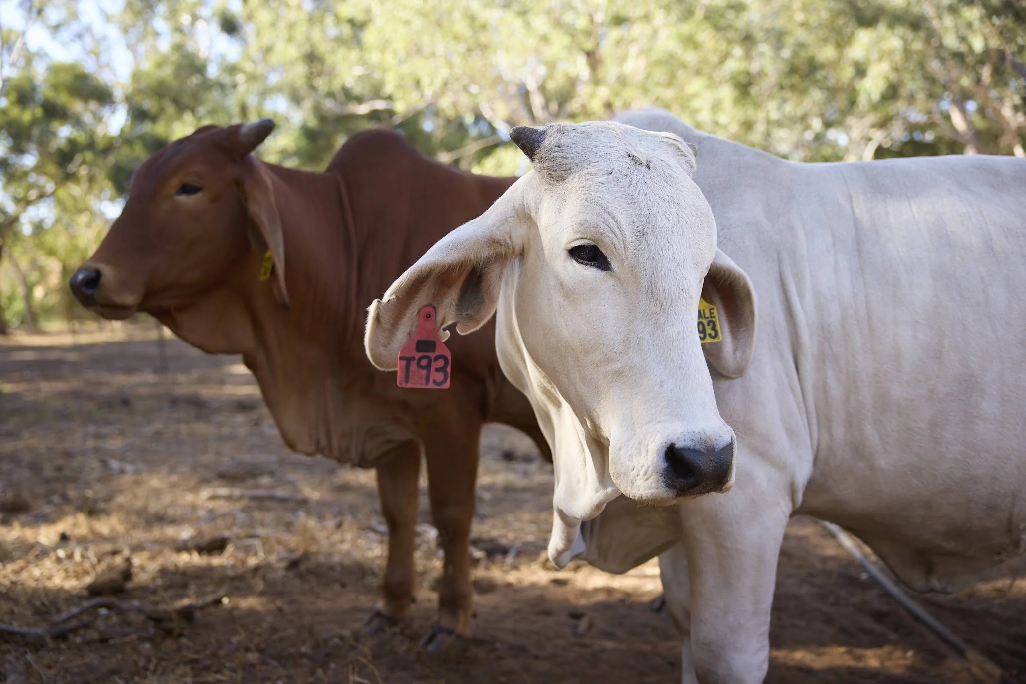 Two cattle, one white and one brown, standing outdoors on dirt with trees in the background, each with a yellow ear tag and pink label marked 'T93'.