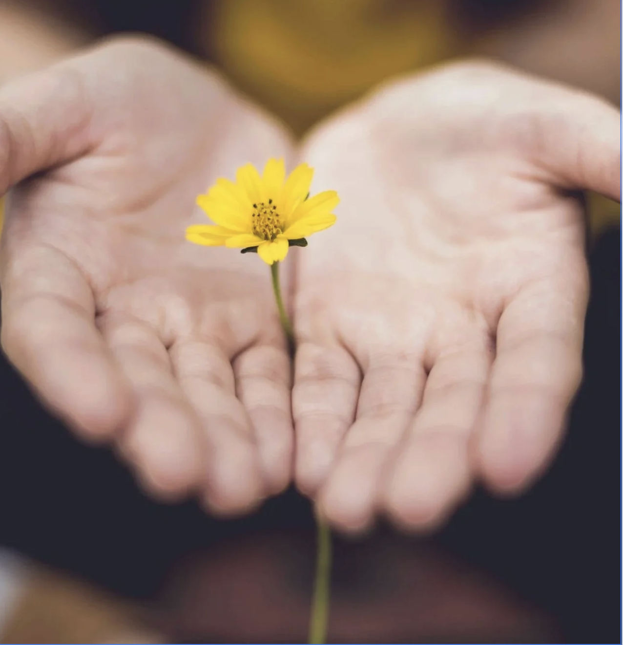 hands holding yellow flower as offering