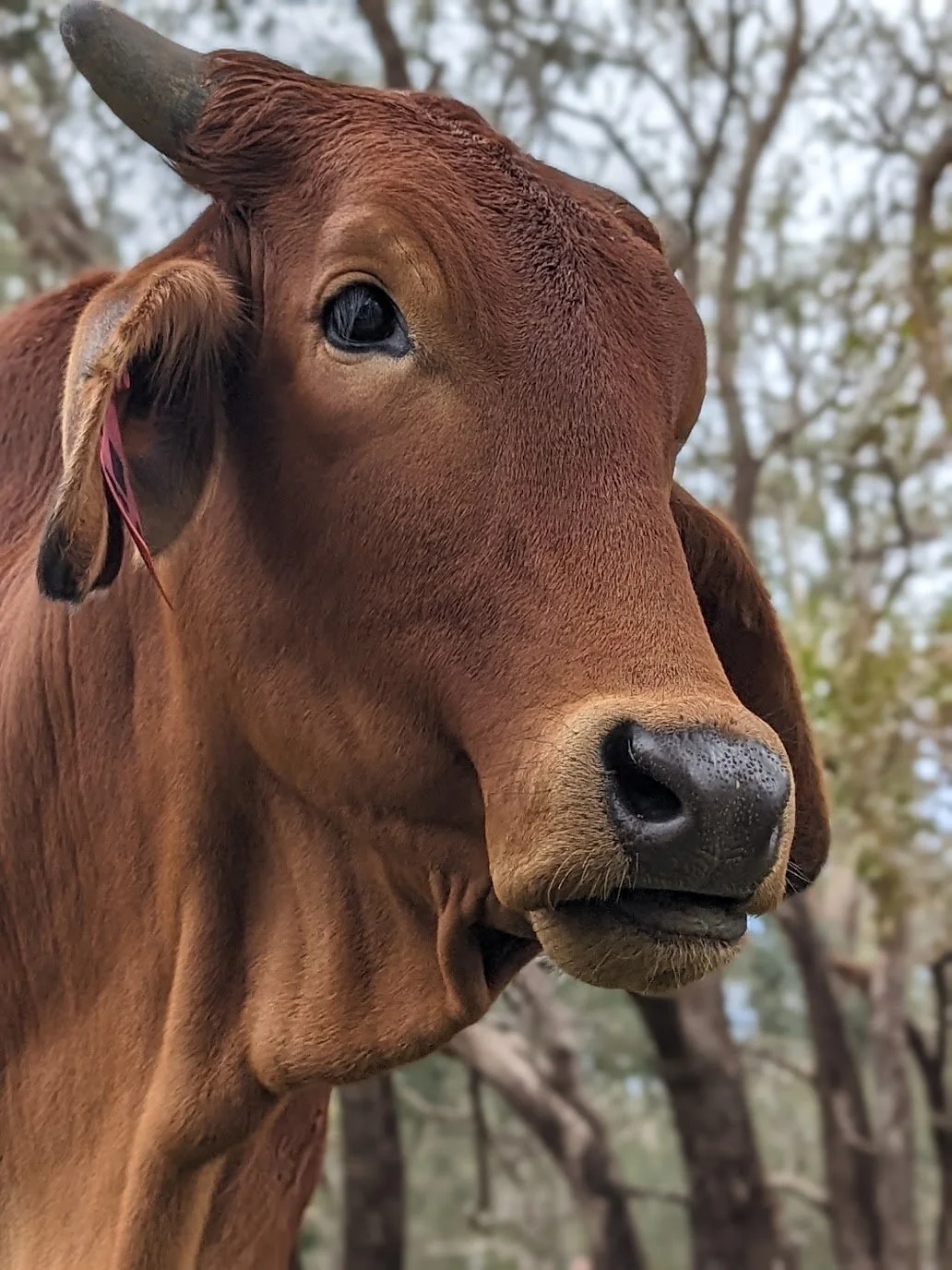 Close-up of a young brown cow with large dark eyes and a black nose, grazing in a wooded area.