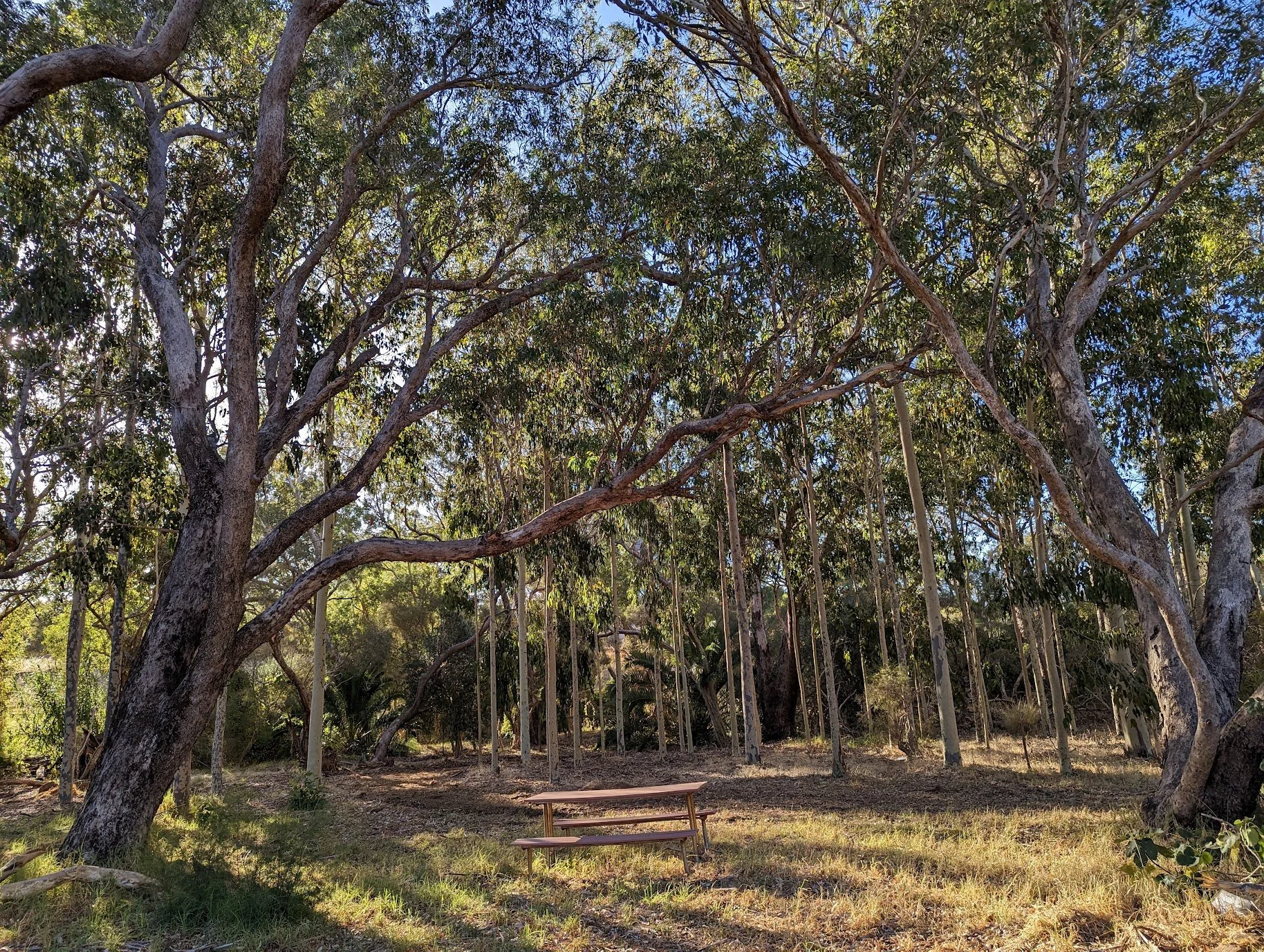 A wooden picnic table with attached benches under large trees in a forested area, with tall trees, greenery, and a blue sky in the background.