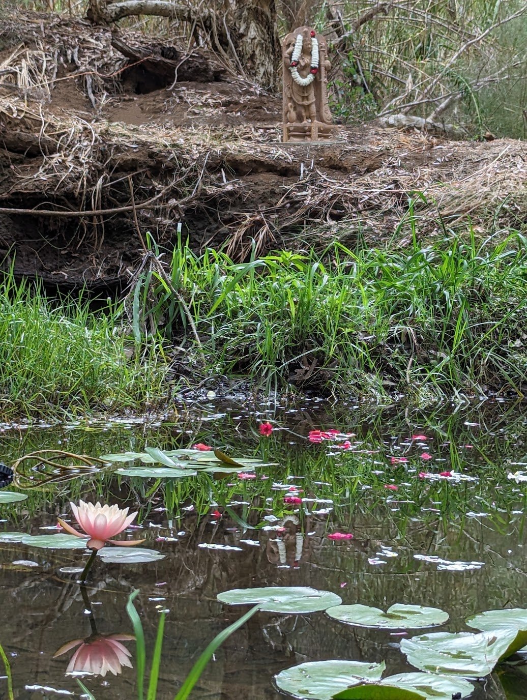 A small pond with pink water lilies and green lily pads, surrounded by grass and plants. A wooden shrine with a garland and religious ornament is situated on the bank above the pond.
