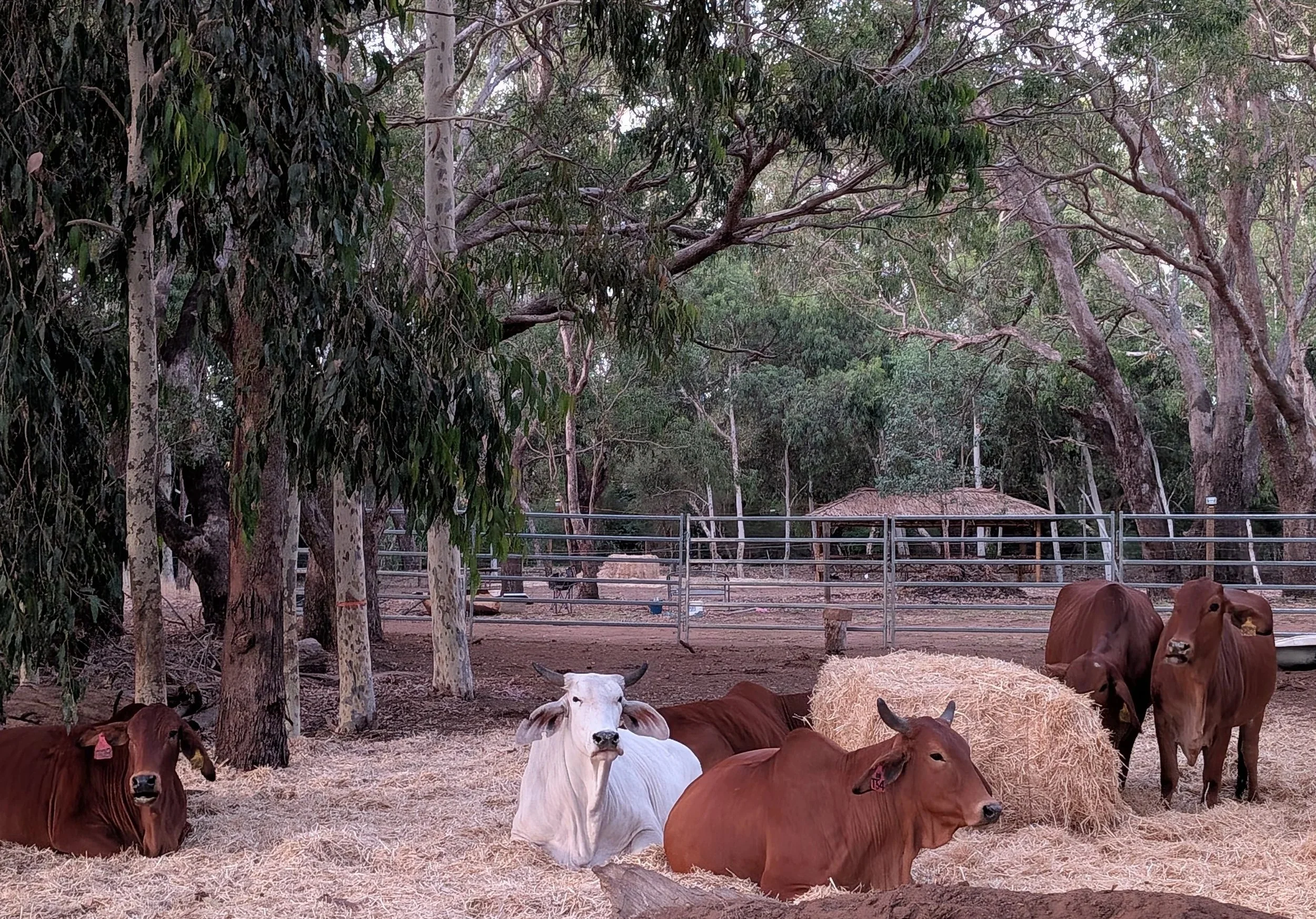 four brahman cows sittig relaxed in a natural setting