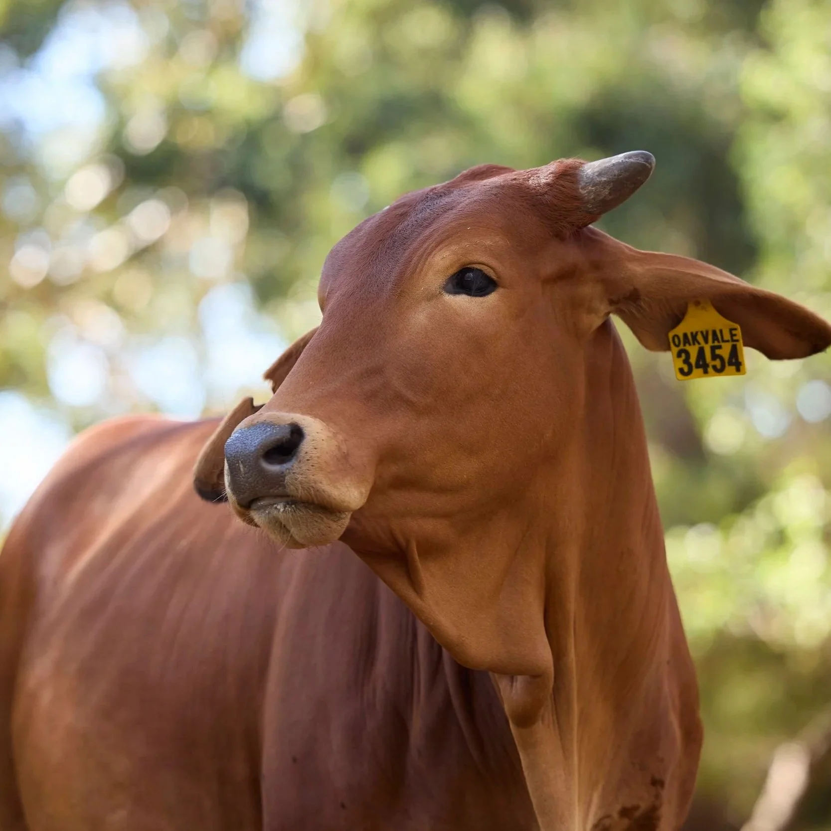 brown brahman cow in natural setting