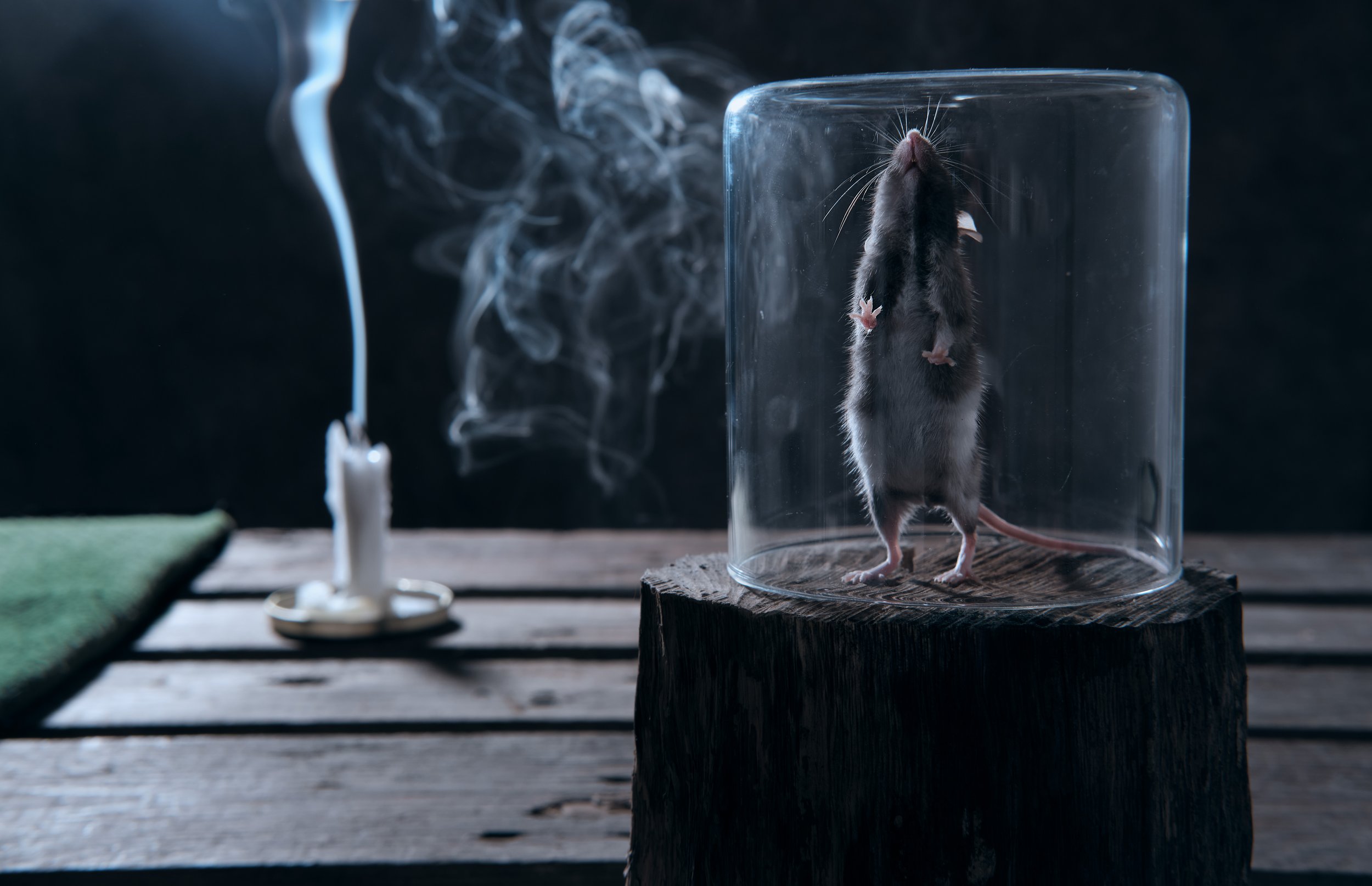 souris debout.jpg