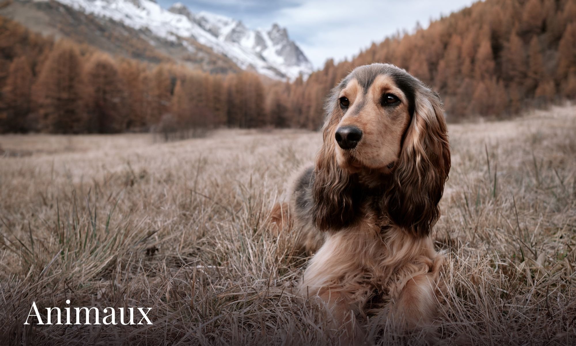 Photographe chien Jura