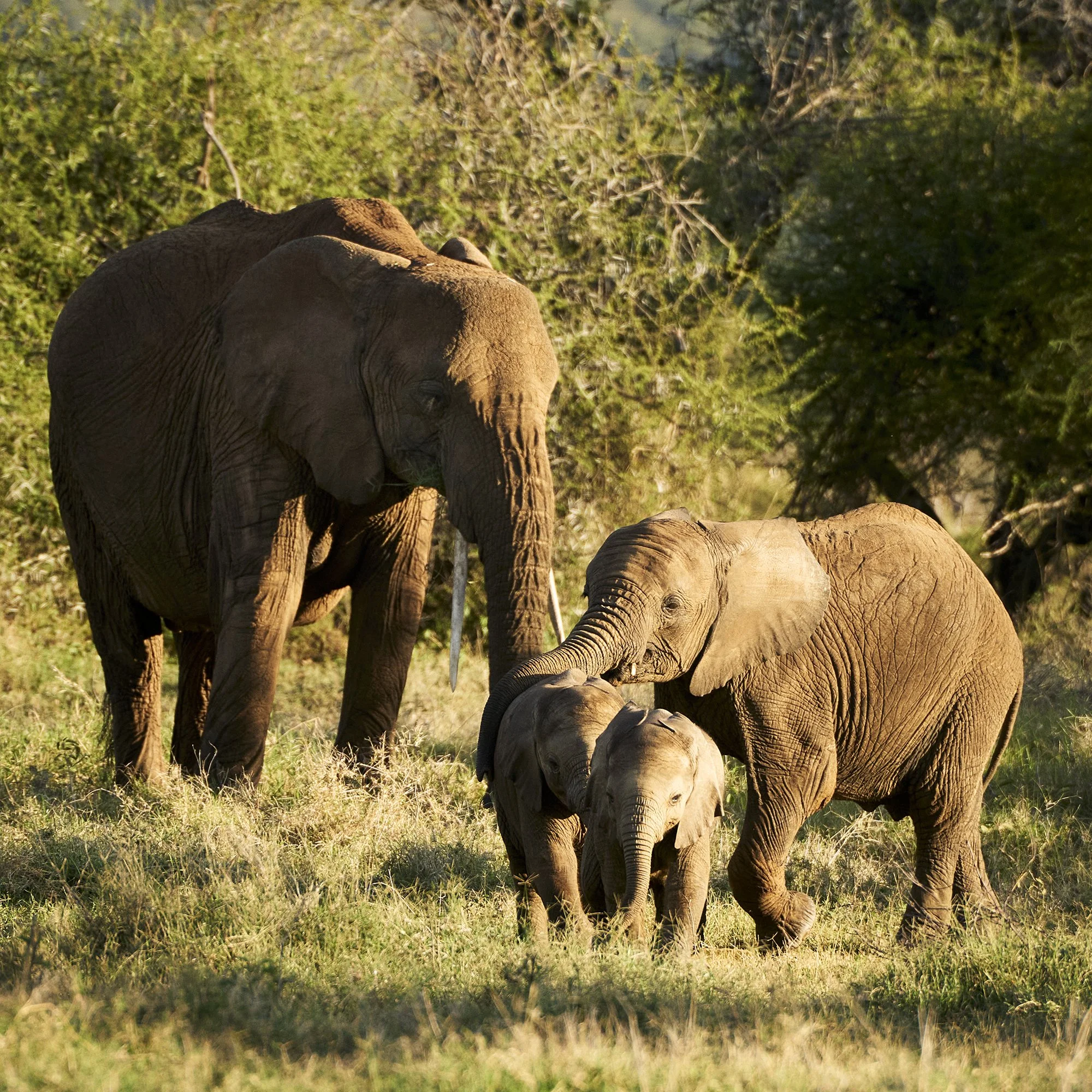 dmAFRICA_AB Suyian_GibsonPhoto 76.jpg