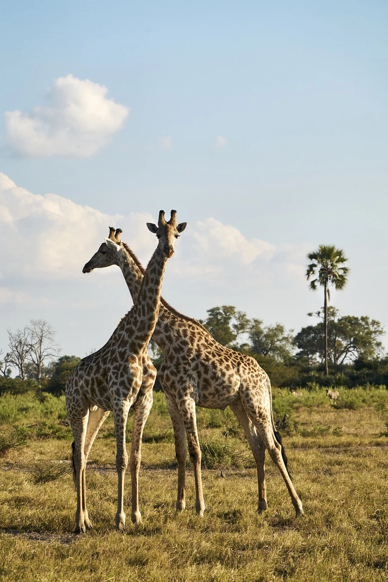 dmAFRICA X Smartfly MegaFam2025_Little Mombo & Mombo_GibsonPhoto 36.jpg