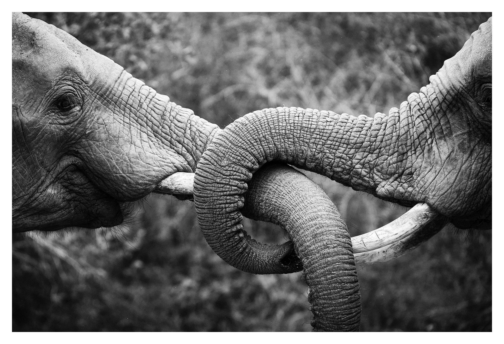 MonwanaMay2026_wildlife_GibsonPhoto 11.jpg