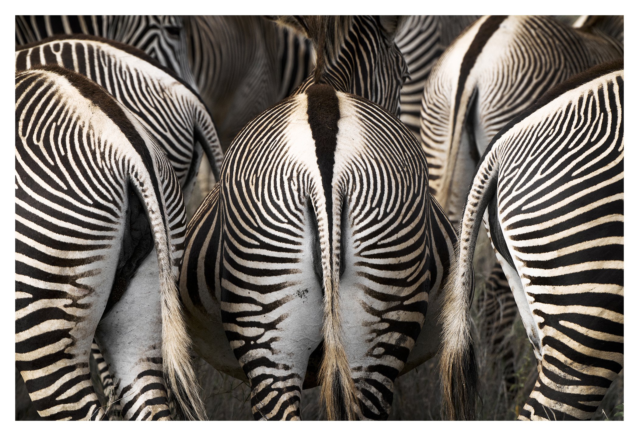 dmAFRICA_Lewa Private Wilderness_GibsonPhoto 45.jpg