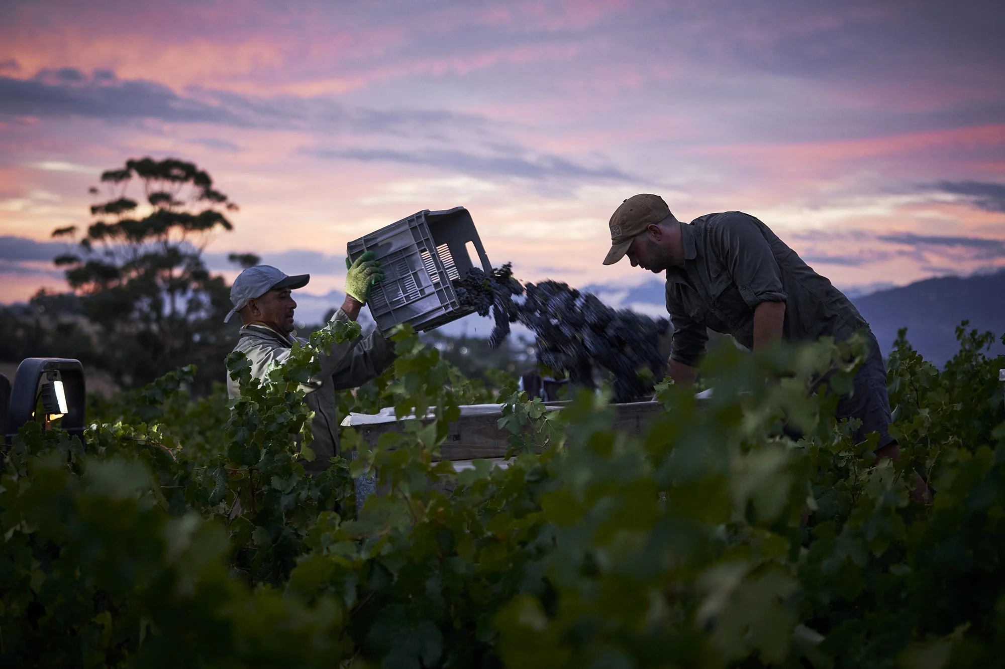 Harvest 2024.jpg