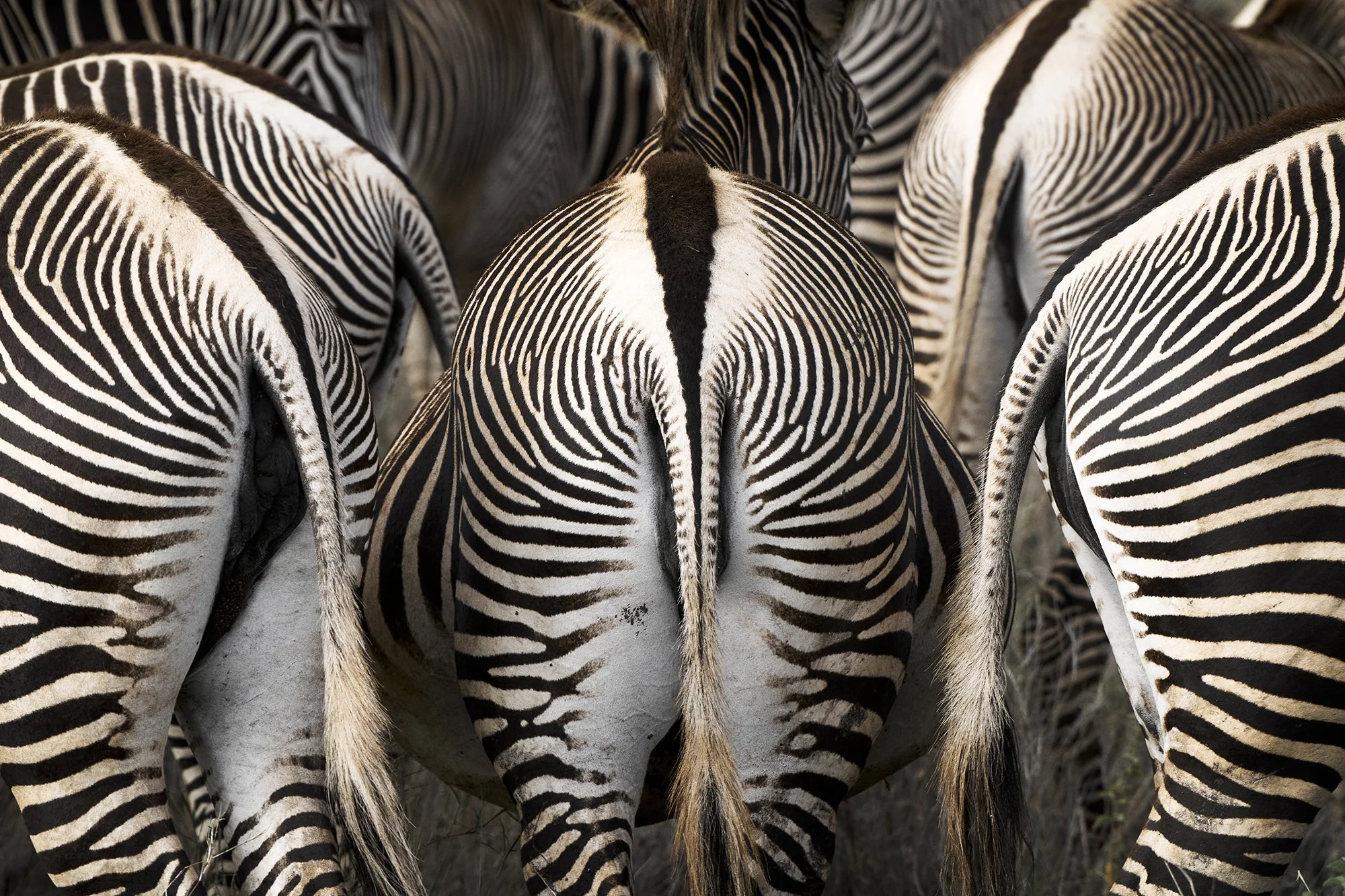 dmAFRICA_Lewa Private Wilderness_GibsonPhoto 45.jpg