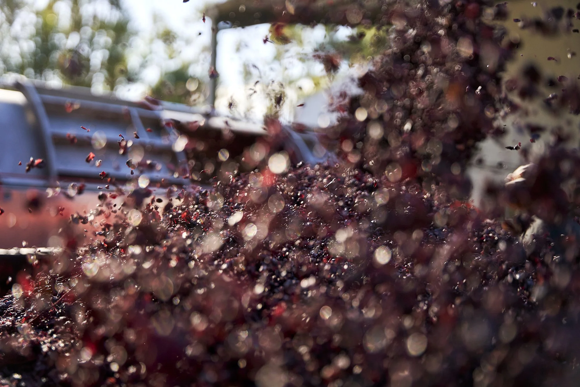 Harvest 2024 106.jpg