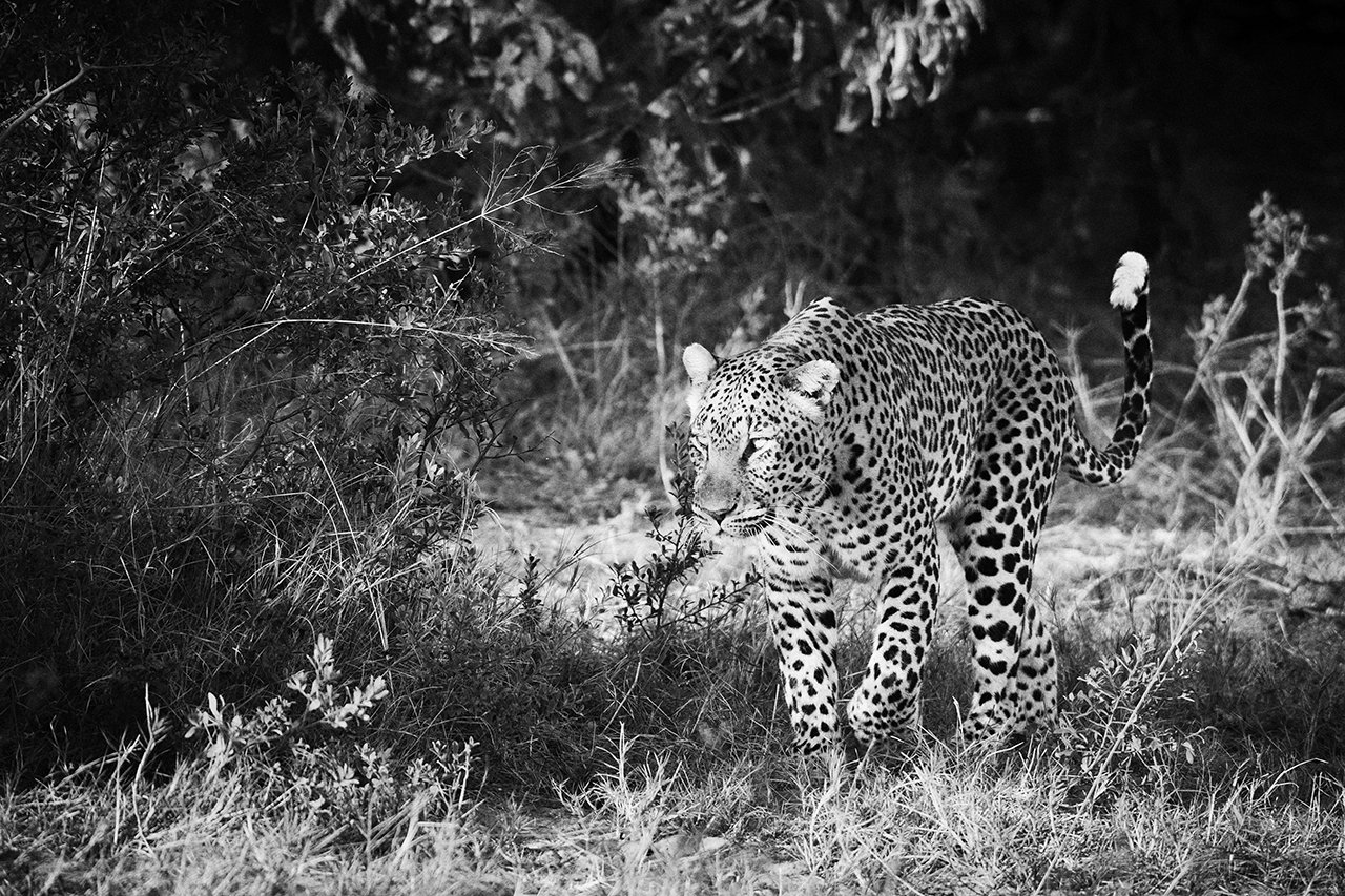 dmAFRICA X Smartfly MegaFam2025_Duma Tau_GibsonPhoto 36.jpg