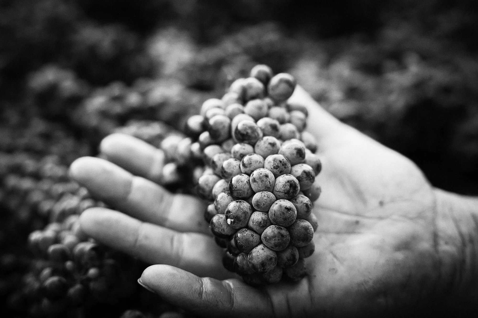 Harvest 2024 54.jpg