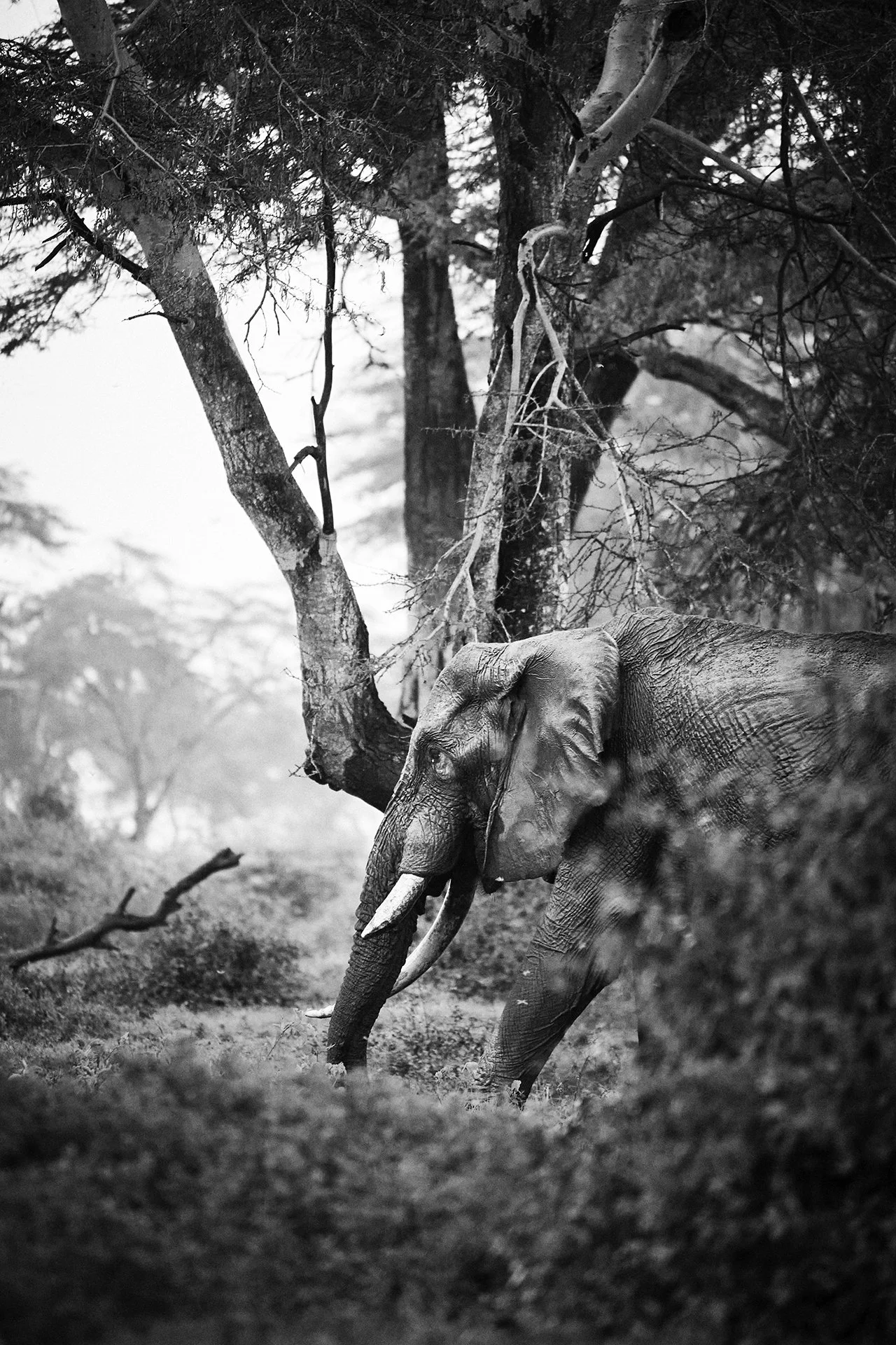 DM Africa_Angama Amboseli 7.jpg