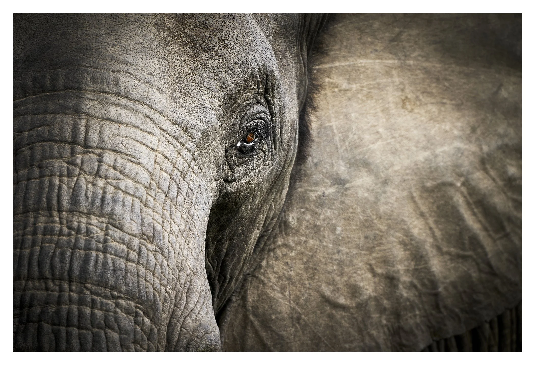 MonwanaMay2026_wildlife_GibsonPhoto.jpg