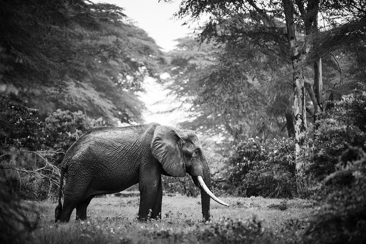 DM Africa_Angama Amboseli 9.jpg