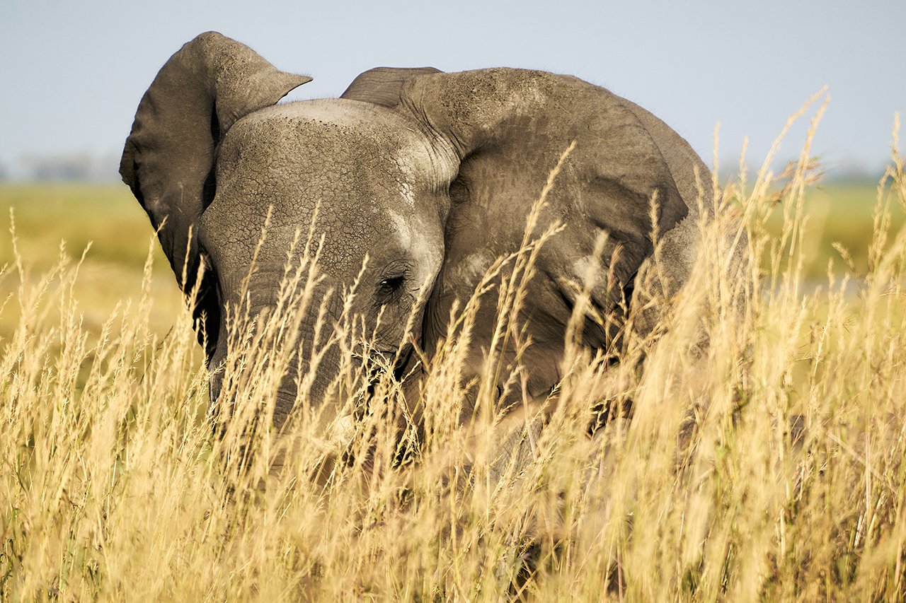 dmAFRICA X Smartfly MegaFam2025_Duma Tau_GibsonPhoto 54.jpg